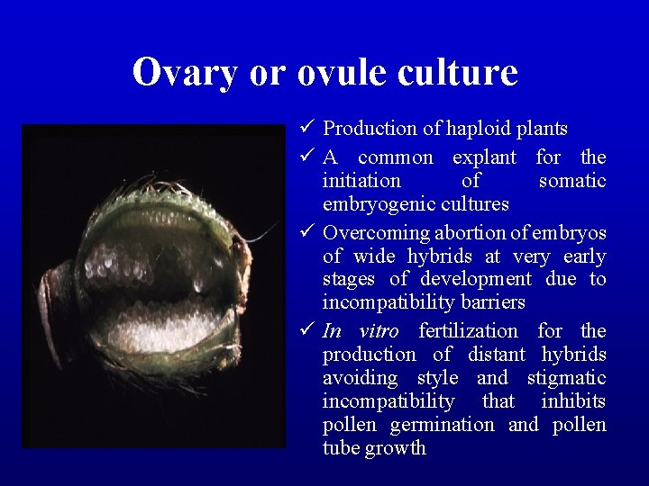 Ovary or ovule culture ü Production of haploid plants ü A common explant for