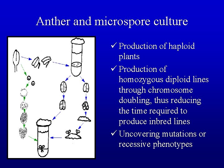 Anther and microspore culture ü Production of haploid plants ü Production of homozygous diploid