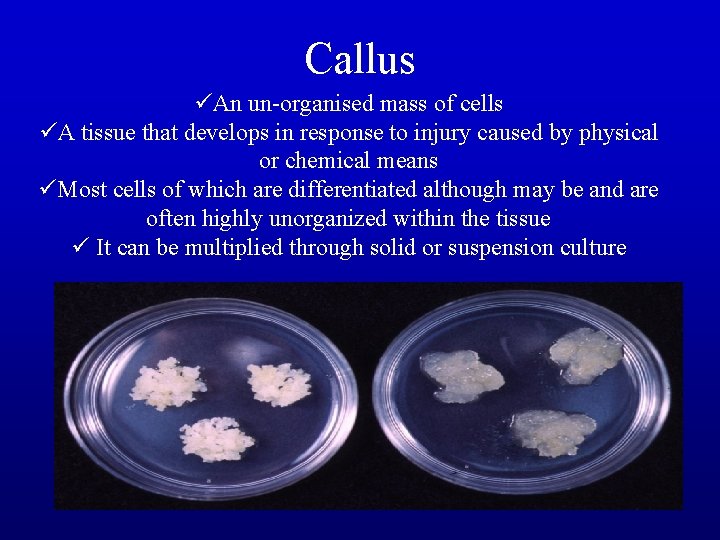 Callus üAn un-organised mass of cells üA tissue that develops in response to injury