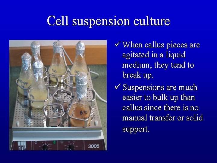 Cell suspension culture ü When callus pieces are agitated in a liquid medium, they