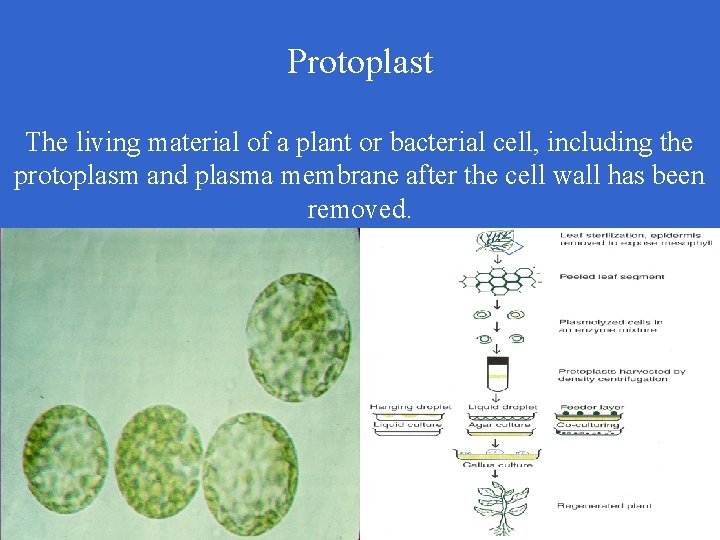 Protoplast The living material of a plant or bacterial cell, including the protoplasm and