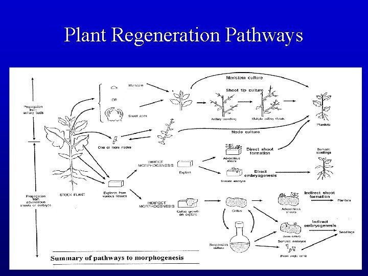 Plant Regeneration Pathways 