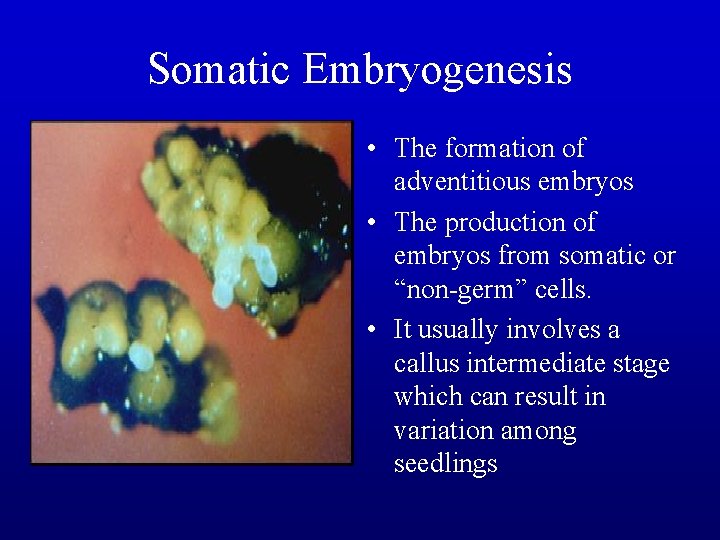 Somatic Embryogenesis • The formation of adventitious embryos • The production of embryos from