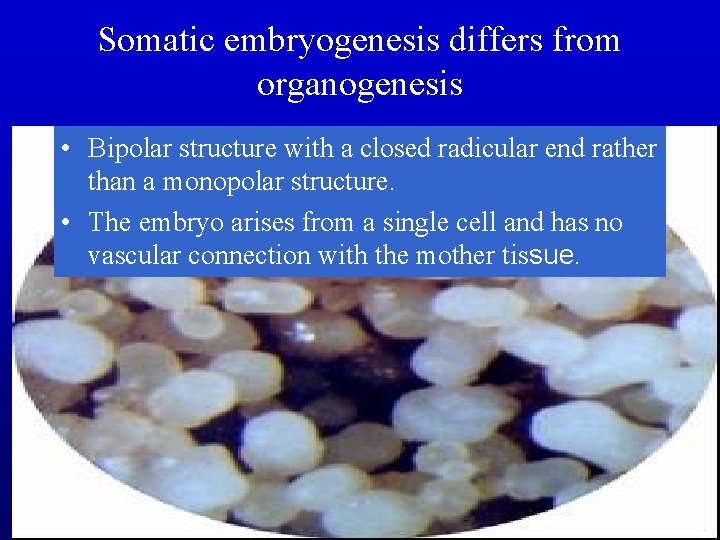 Somatic embryogenesis differs from organogenesis • Bipolar structure with a closed radicular end rather