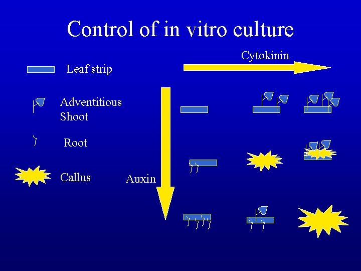 Control of in vitro culture Cytokinin Leaf strip Adventitious Shoot Root Callus Auxin 