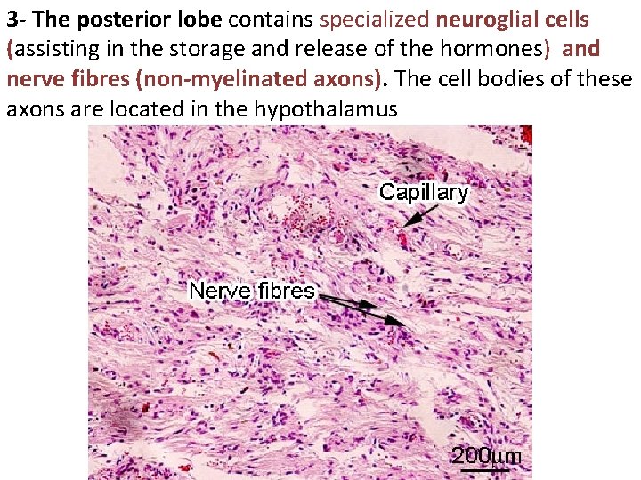 3 - The posterior lobe contains specialized neuroglial cells (assisting in the storage and