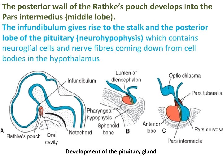 The posterior wall of the Rathke’s pouch develops into the Pars intermedius (middle lobe).