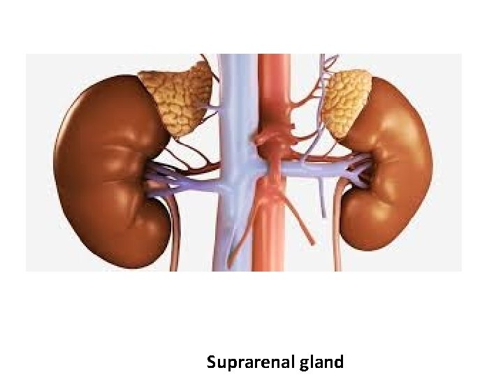 Suprarenal gland 
