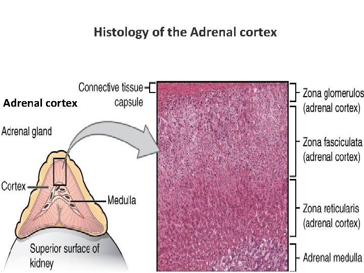 Histology of the Adrenal cortex 