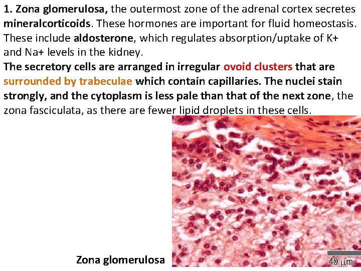 1. Zona glomerulosa, the outermost zone of the adrenal cortex secretes mineralcorticoids. These hormones
