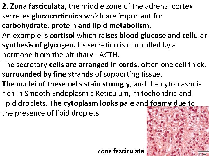 2. Zona fasciculata, the middle zone of the adrenal cortex secretes glucocorticoids which are