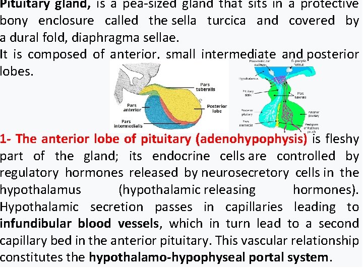 Pituitary gland, is a pea-sized gland that sits in a protective bony enclosure called