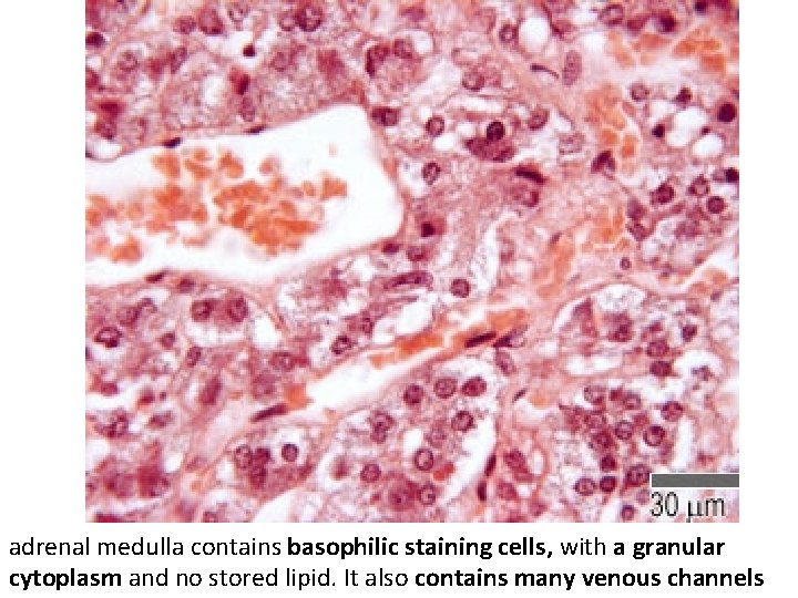 adrenal medulla contains basophilic staining cells, with a granular cytoplasm and no stored lipid.
