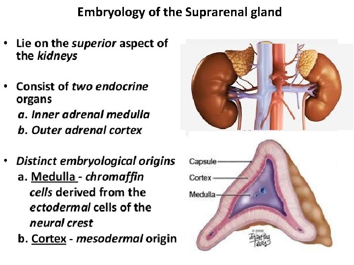 Embryology of the Suprarenal gland 