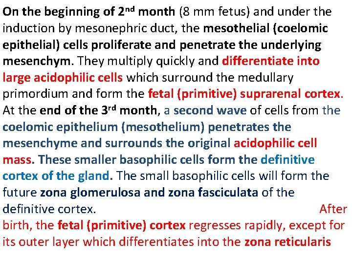 On the beginning of 2 nd month (8 mm fetus) and under the induction