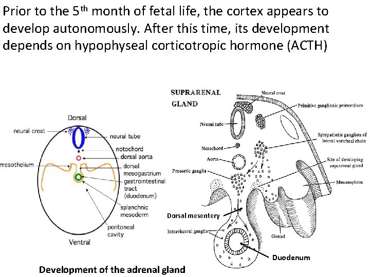 Prior to the 5 th month of fetal life, the cortex appears to develop