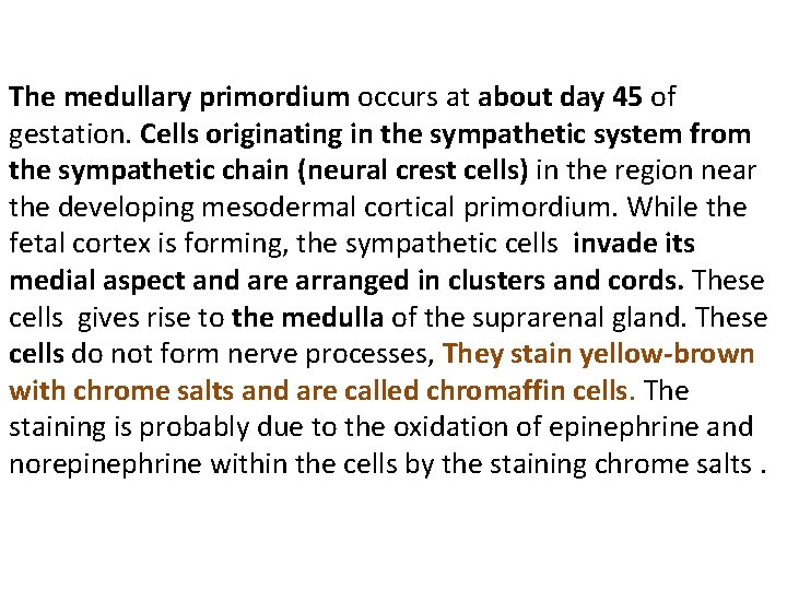 The medullary primordium occurs at about day 45 of gestation. Cells originating in the