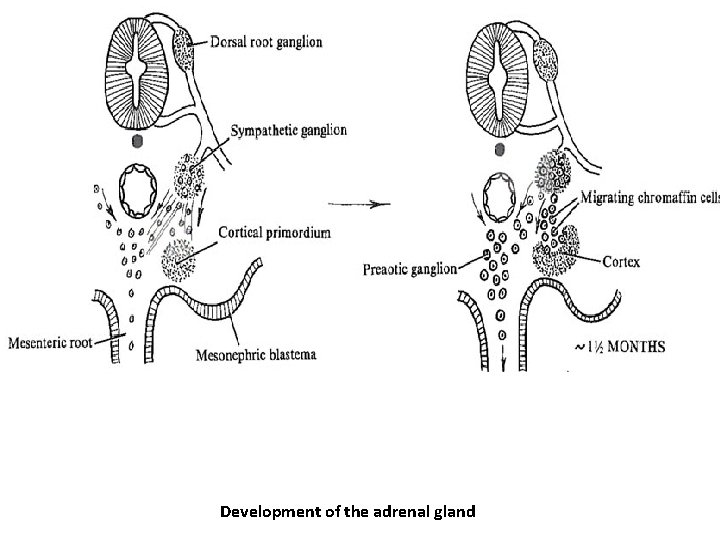 Development of the adrenal gland 