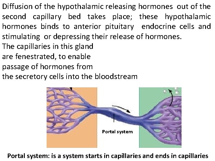 Diffusion of the hypothalamic releasing hormones out of the second capillary bed takes place;