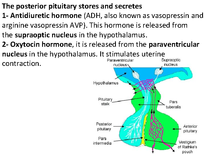 The posterior pituitary stores and secretes 1 - Antidiuretic hormone (ADH, also known as