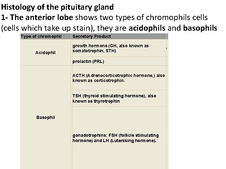 Histology of the pituitary gland 1 - The anterior lobe shows two types of