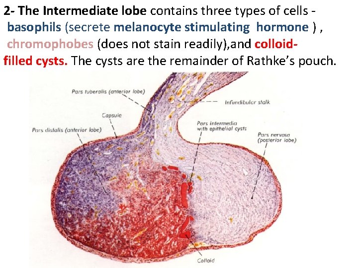 2 - The Intermediate lobe contains three types of cells basophils (secrete melanocyte stimulating