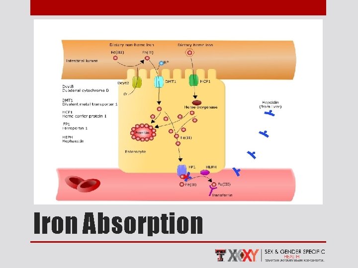 Iron Absorption 