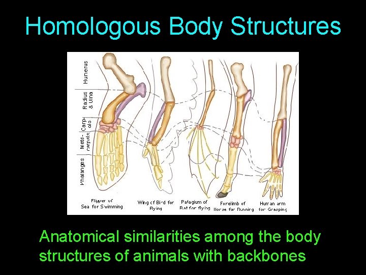 Homologous Body Structures Anatomical similarities among the body structures of animals with backbones 