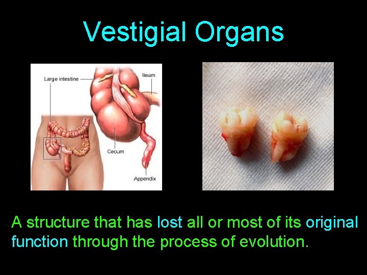Vestigial Organs A structure that has lost all or most of its original function