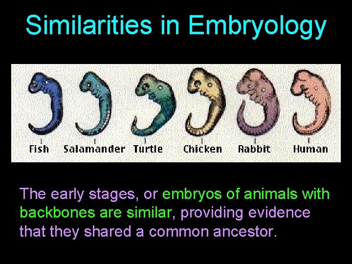 Similarities in Embryology The early stages, or embryos of animals with backbones are similar,