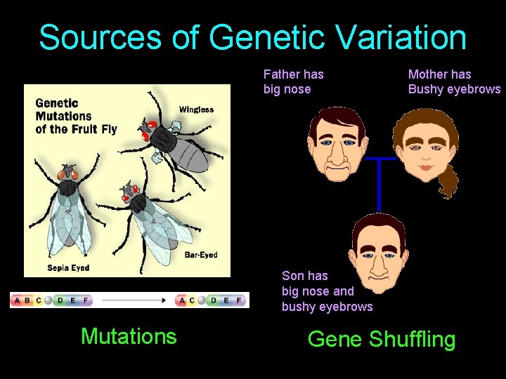 Sources of Genetic Variation Father has big nose Mother has Bushy eyebrows Son has