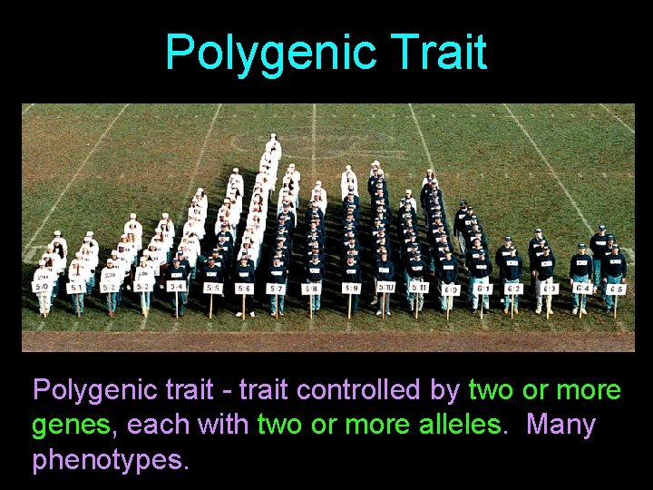 Polygenic Trait Polygenic trait - trait controlled by two or more genes, each with