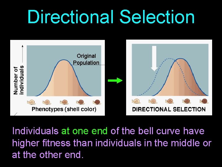 Directional Selection Original Population Individuals at one end of the bell curve have higher