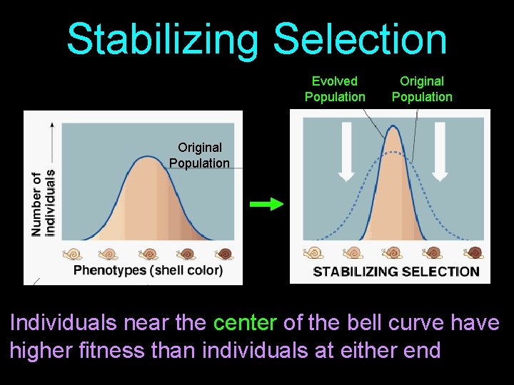 Stabilizing Selection Evolved Population Original Population Individuals near the center of the bell curve