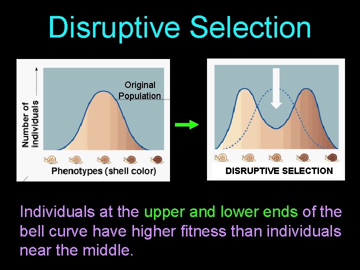 Disruptive Selection Original Population DISRUPTIVE SELECTION Individuals at the upper and lower ends of