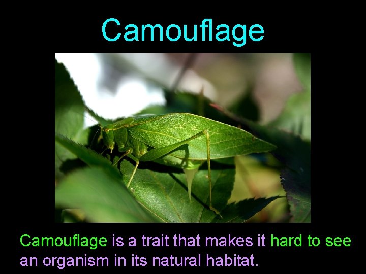 Camouflage is a trait that makes it hard to see an organism in its