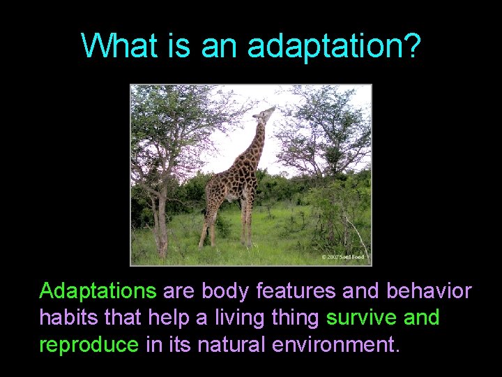 What is an adaptation? Adaptations are body features and behavior habits that help a