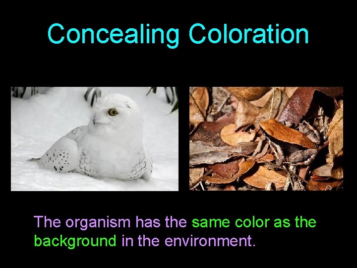Concealing Coloration The organism has the same color as the background in the environment.