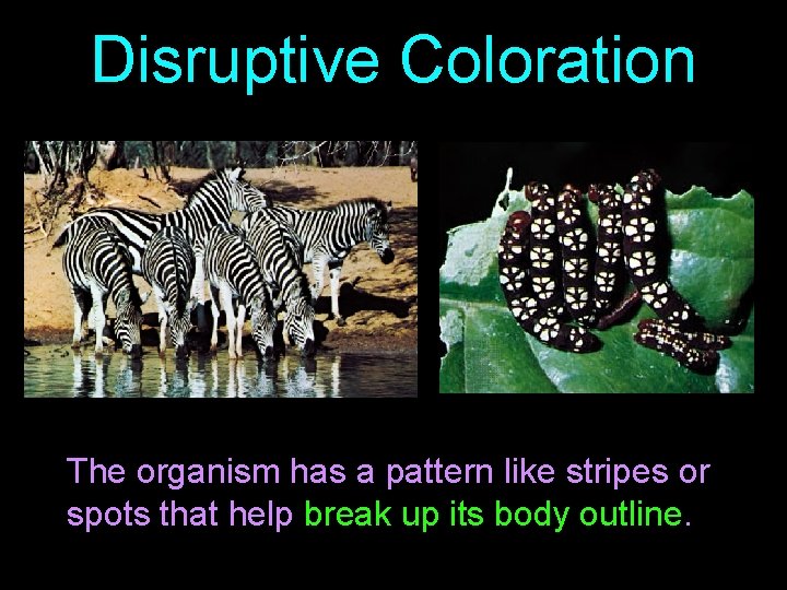 Disruptive Coloration The organism has a pattern like stripes or spots that help break