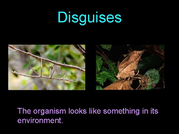 Disguises The organism looks like something in its environment. 