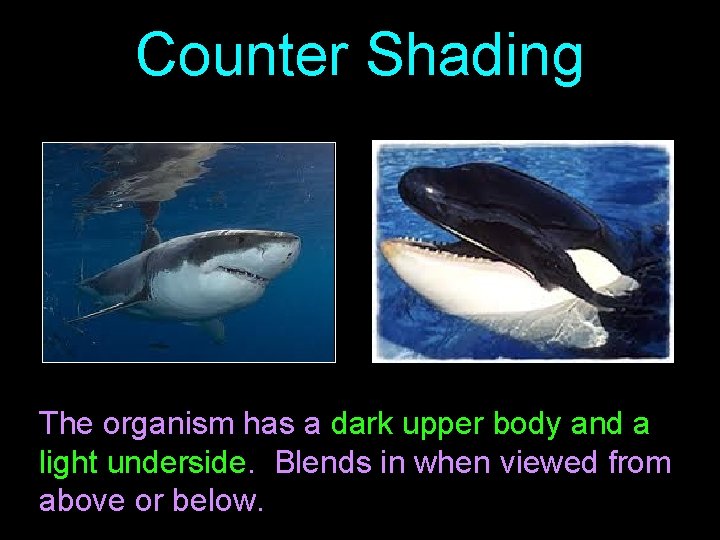 Counter Shading The organism has a dark upper body and a light underside. Blends