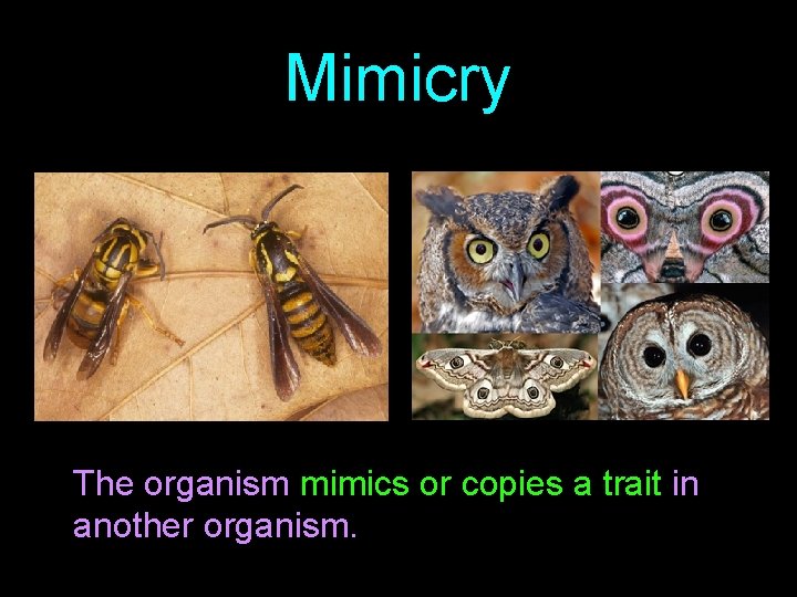 Mimicry The organism mimics or copies a trait in another organism. 