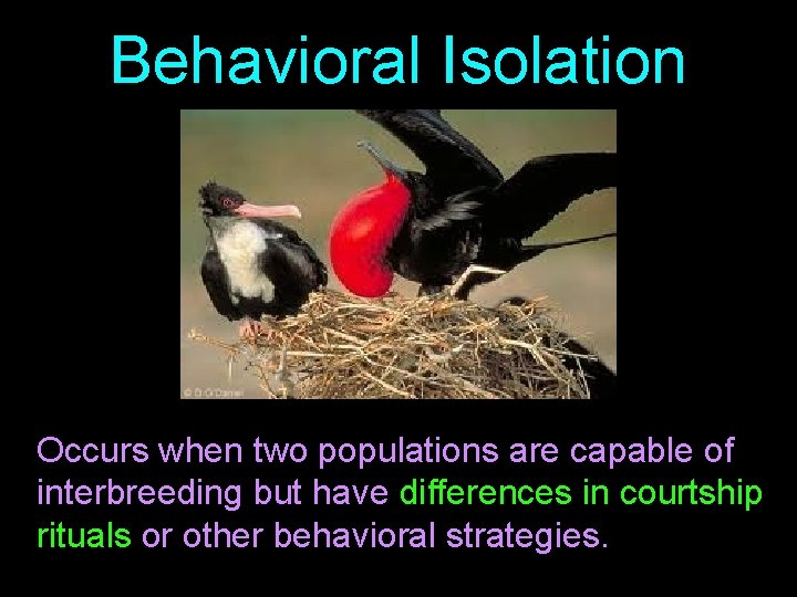 Behavioral Isolation Occurs when two populations are capable of interbreeding but have differences in