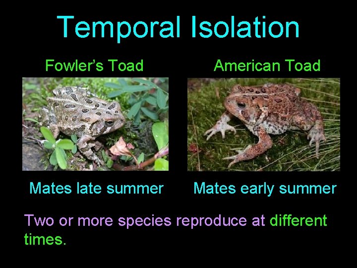 Temporal Isolation Fowler’s Toad American Toad Mates late summer Mates early summer Two or
