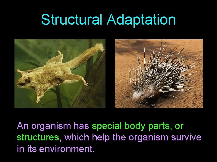 Structural Adaptation An organism has special body parts, or structures, which help the organism