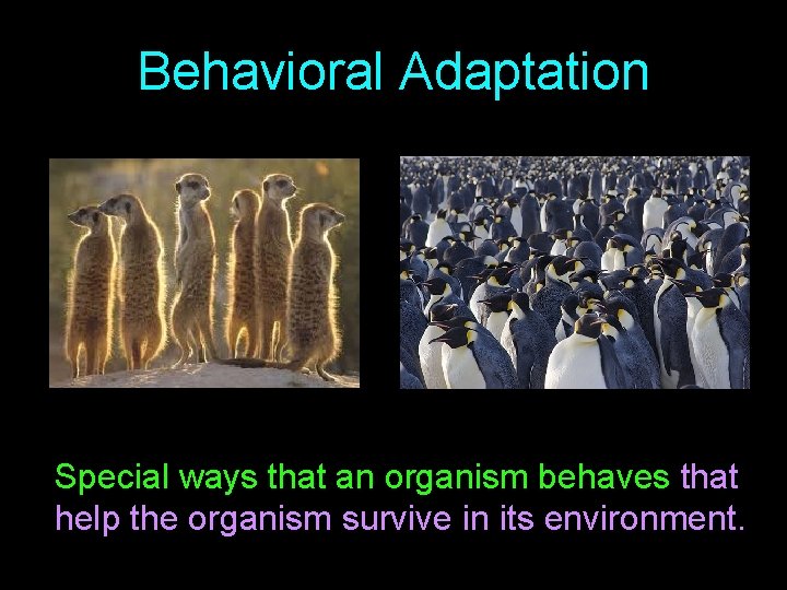 Behavioral Adaptation Special ways that an organism behaves that help the organism survive in