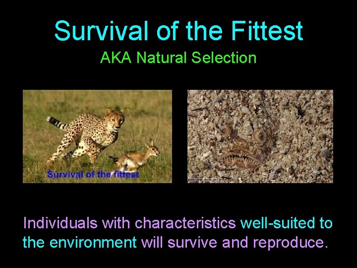 Survival of the Fittest AKA Natural Selection Individuals with characteristics well-suited to the environment