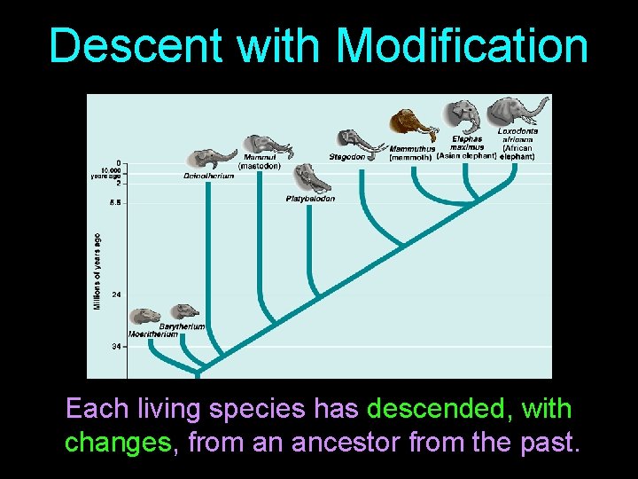 Descent with Modification Each living species has descended, with changes, from an ancestor from