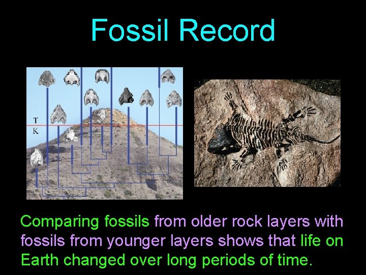 Fossil Record Comparing fossils from older rock layers with fossils from younger layers shows