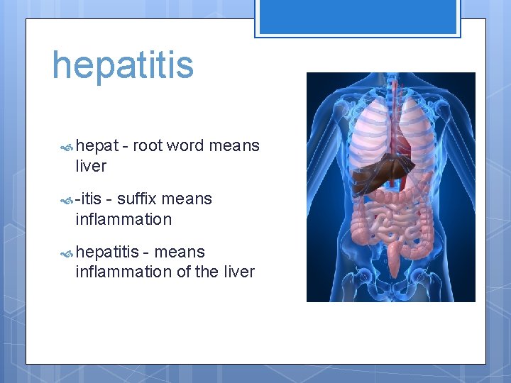 hepatitis hepat - root word means liver -itis - suffix means inflammation hepatitis -